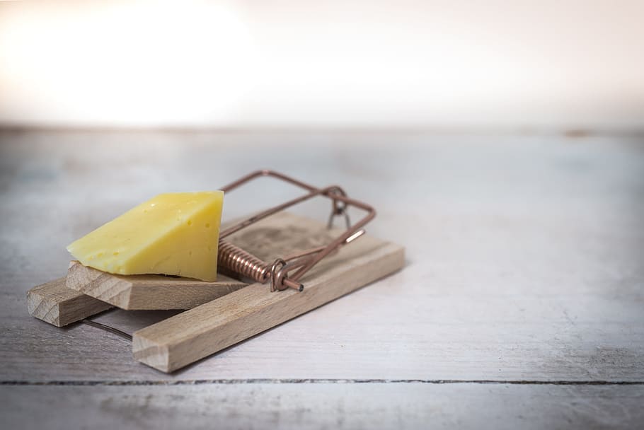 HD wallpaper: cheese and brown mousetrap, mouse trap, device