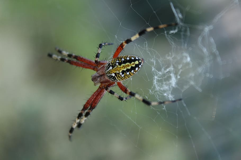 Spider in black and yellow, selective focus photo of barn spider HD wallpaper