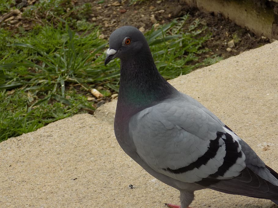 pigeon, bird, nature, animal themes, animal wildlife, one animal HD wallpaper