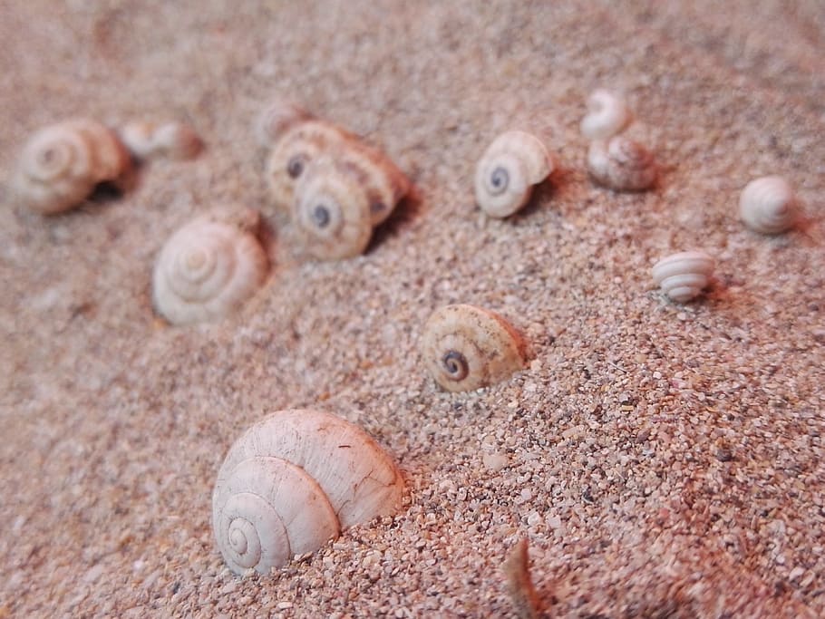 sand, beach, shell, exoskeleton, costa, sea, riva, nature, tropicale HD wallpaper