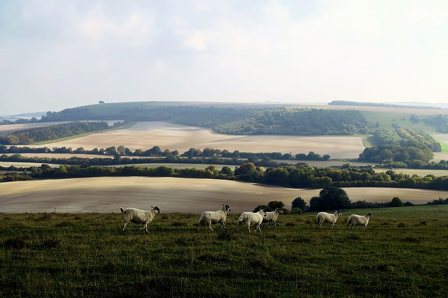 six white lambs on green grass field, six white sheeps on green grass field during daytime HD wallpaper