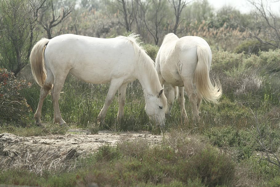 horses, saintes-maries-de-la-mer, white, camargue, france, mammal, HD wallpaper