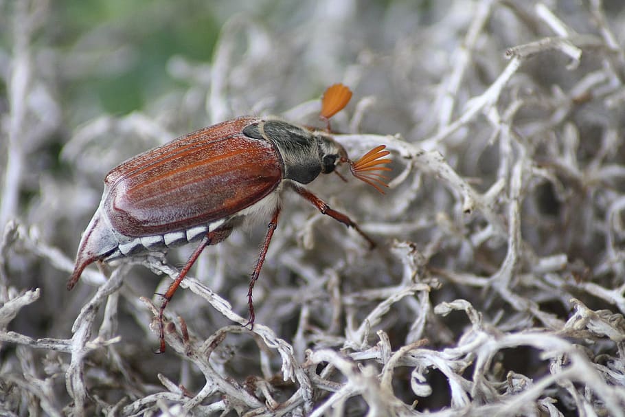 cockchafer on barbed wire plant, maikäfer, melolontha, beetle, HD wallpaper