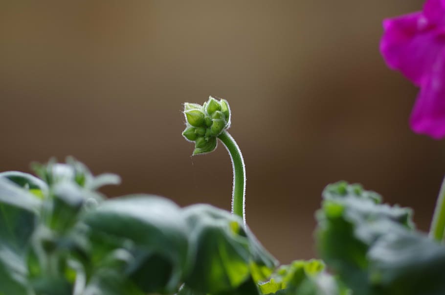 bud, geranium, flora, spring, flower, gardening, growth, green HD wallpaper