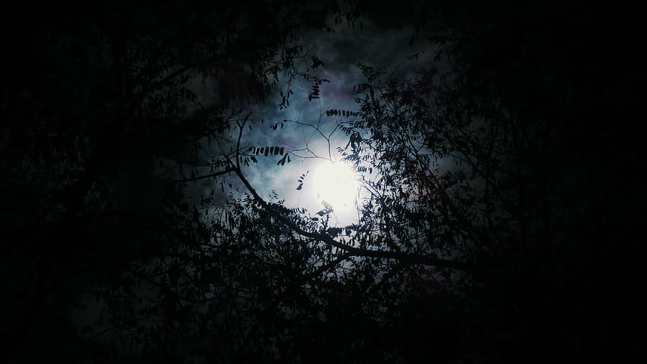 moonlight in the woods, trees, forest, dark, night, clouds HD wallpaper