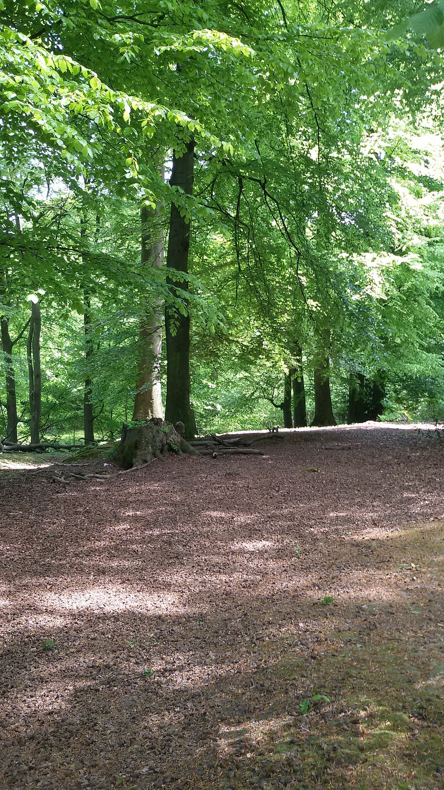 forest, nature, summer, tree, footpath, outdoors, woodland HD wallpaper