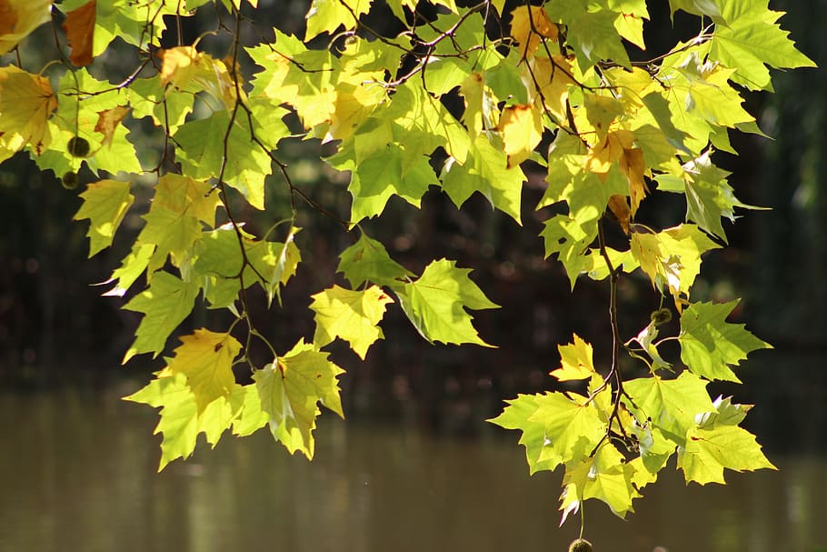 tree, leaves, autumn, leaf, plant part, growth, nature, green color HD wallpaper