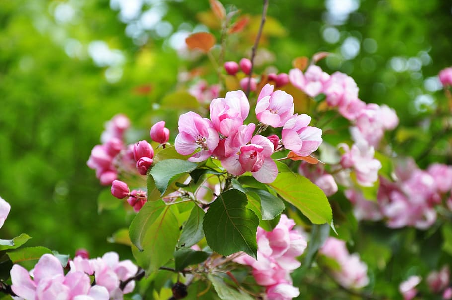 spring, bloom, flowers, flowering tree, branch, pink, garden HD wallpaper