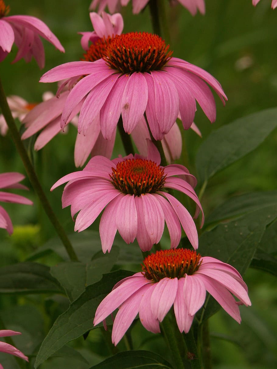 wildflowers, bloom, summer, flowering plant, fragility, vulnerability HD wallpaper