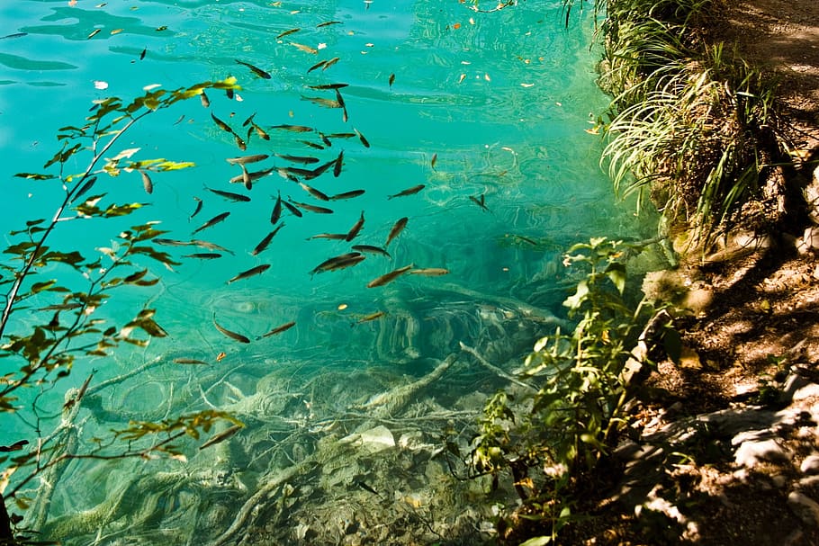 shoal of black fishes, croatia, roots, water, blue water, natural HD wallpaper