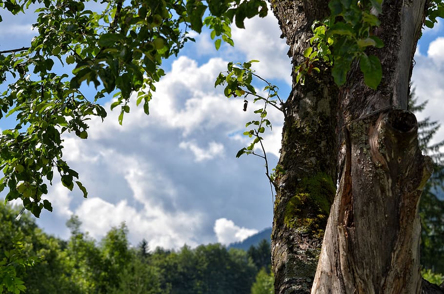 tree, tree bark, home, wood, log, tribe, close, apple tree HD wallpaper