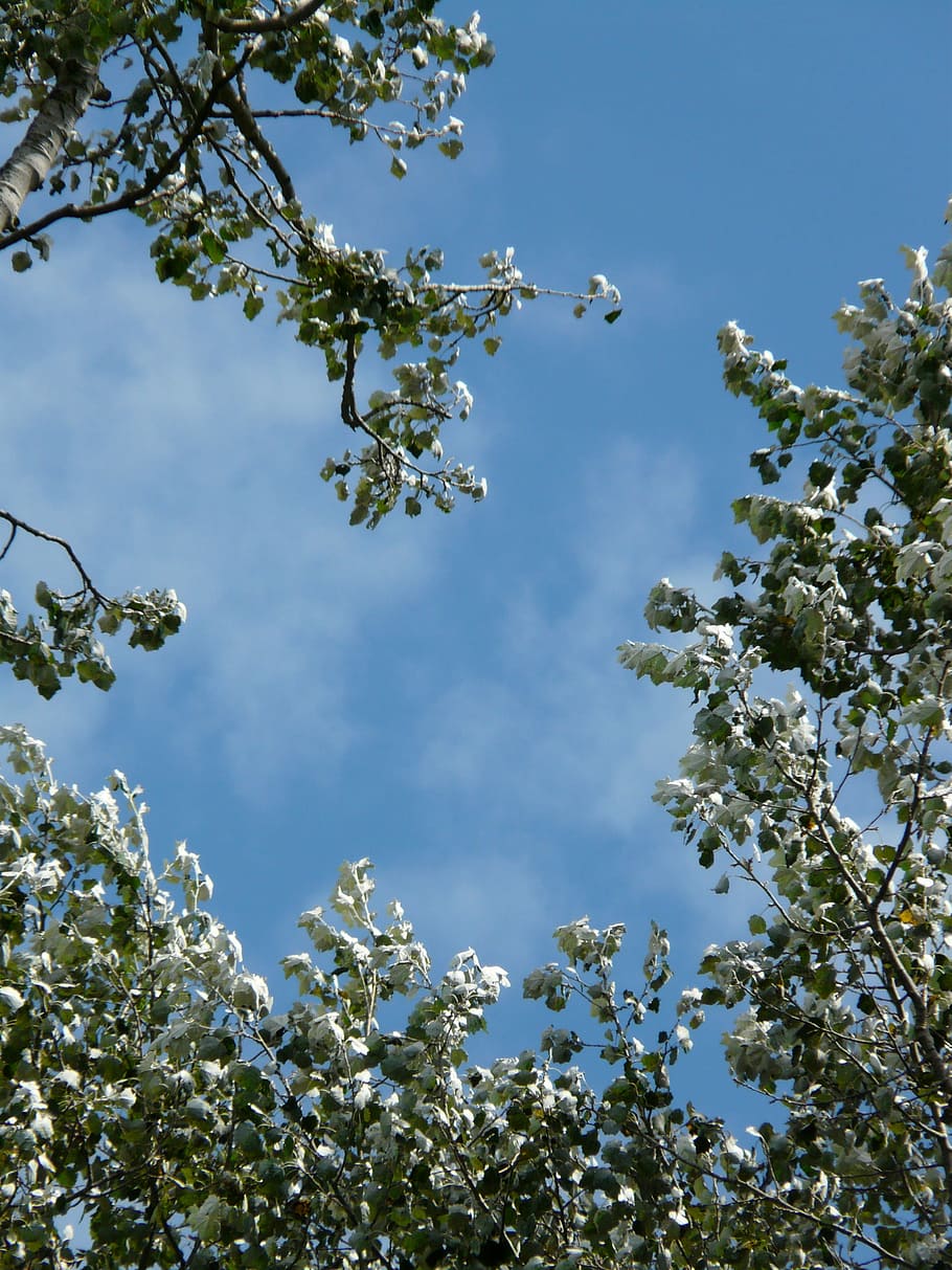 Leaves, Populus Alba, Tree, Poplar, white poplar, grazing greenhouse HD wallpaper