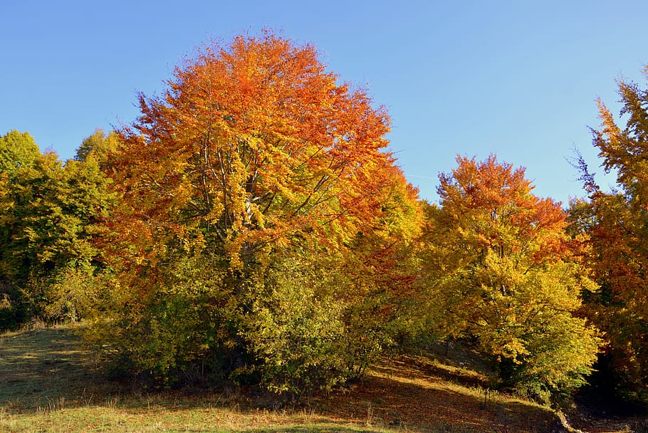 excursion, trees, autumn, trail, mountain, the european path HD wallpaper