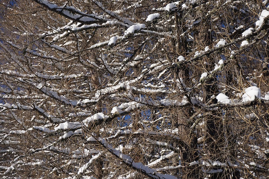 aesthetic, trees, wood, nature, pattern, old, structure, wall HD wallpaper