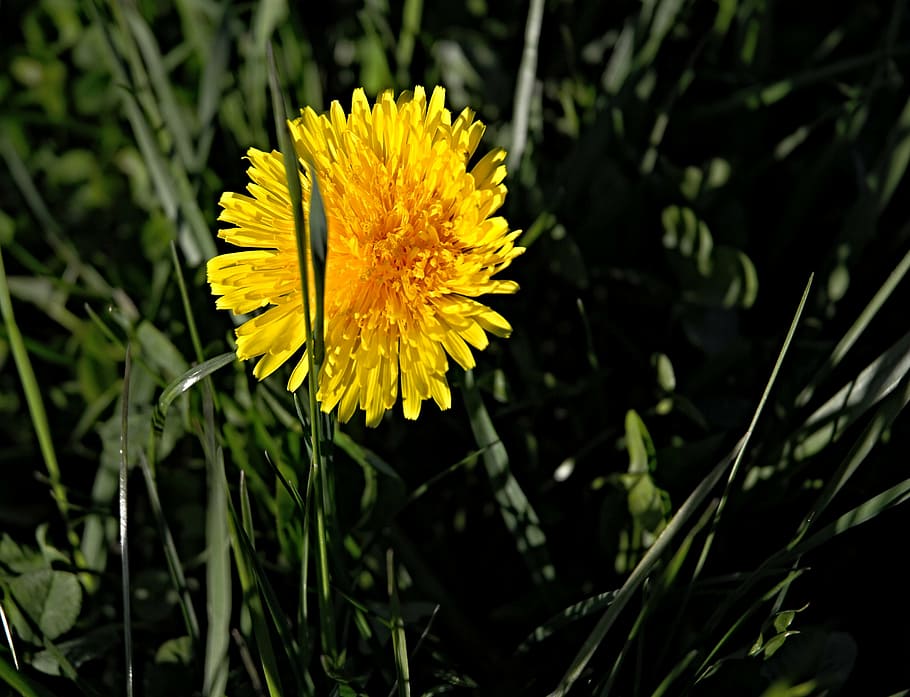 dandelion, macro, spring, flower, dandelions, green, grass HD wallpaper