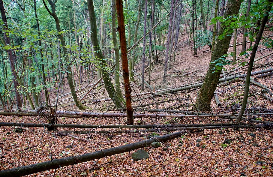 forest, deciduous, trees, polom, fallen, dry, summer, tribes HD wallpaper