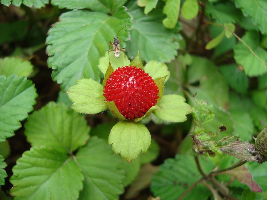 Strawberries, Fruit, red, food, leaf, nature, freshness, strawberry HD wallpaper