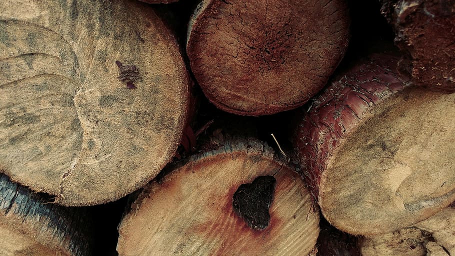 log, timber, fire wood, fell, lumber, nature, tree, cut, desktop HD wallpaper