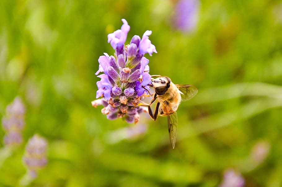Bee, Yellow, Nature, Insect, black, beautiful, wings, close-up HD wallpaper