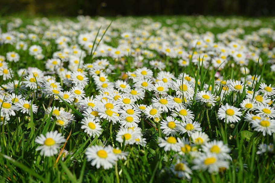 Daisy, Flower Carpet, White, Meadow, grass, blossom, bloom, HD wallpaper