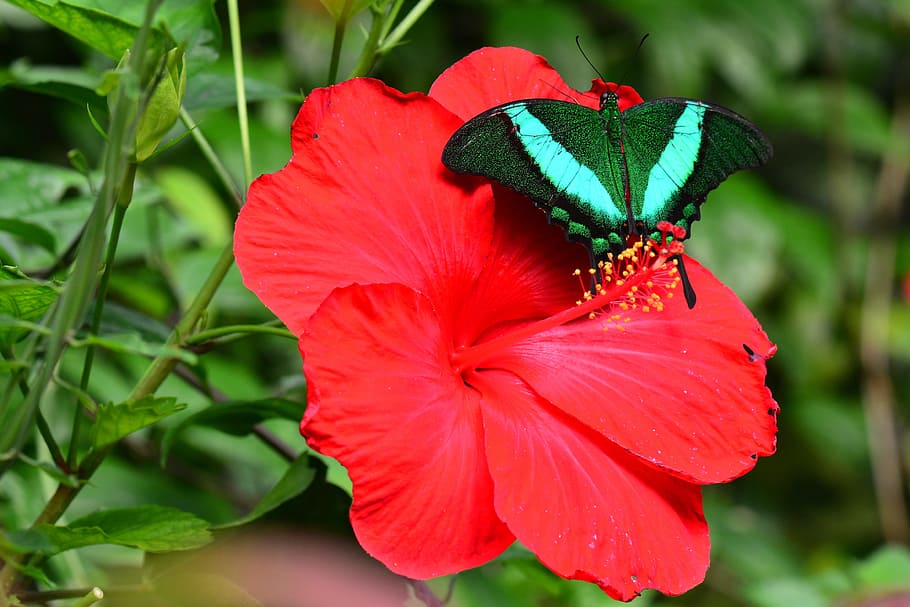 green and white butterfly on red flower, emerald swallowtail HD wallpaper