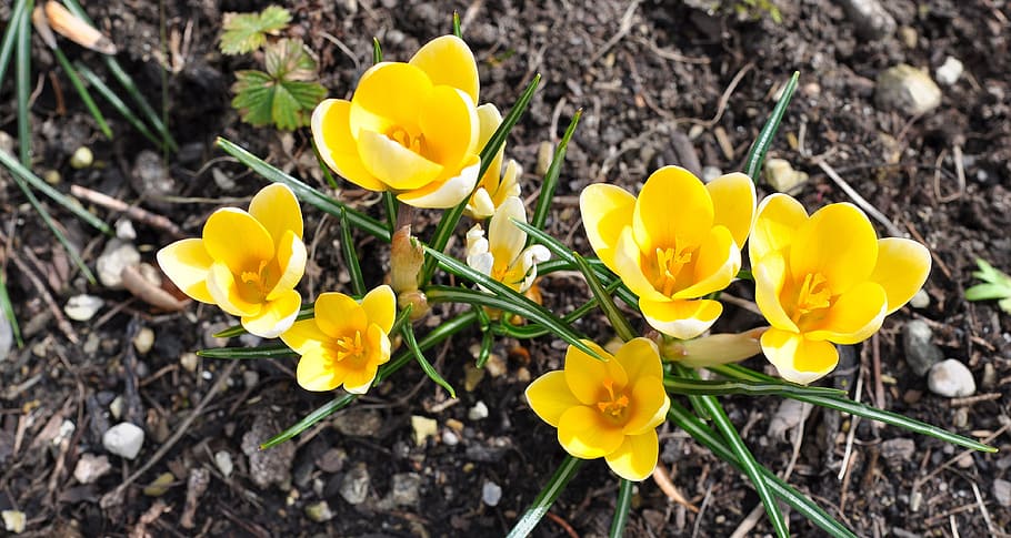 crocus, flower, blossom, bloom, yellow, plant, spring, nature HD wallpaper
