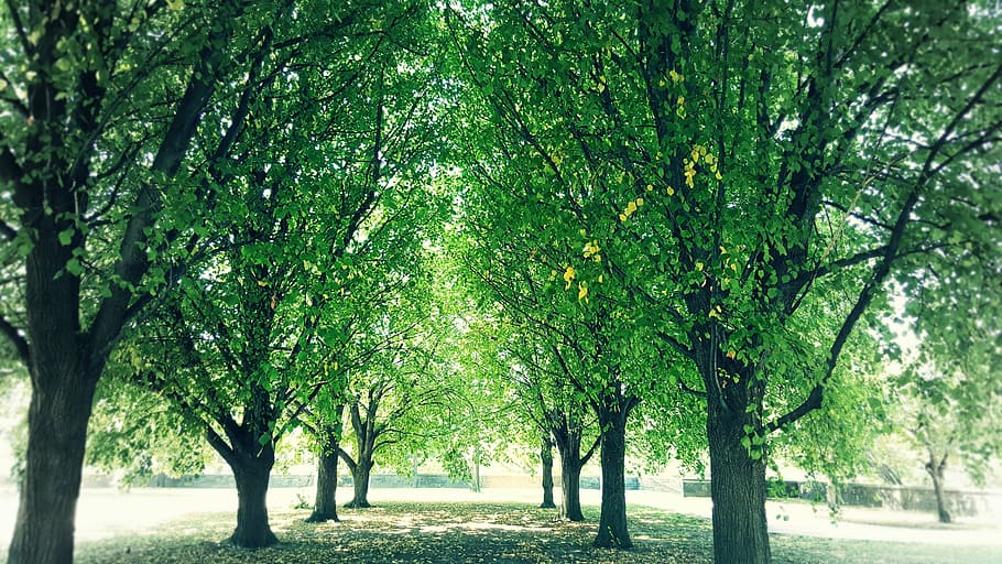 cool, green, shade, sunlight, trees, trunks, woods, nature HD wallpaper