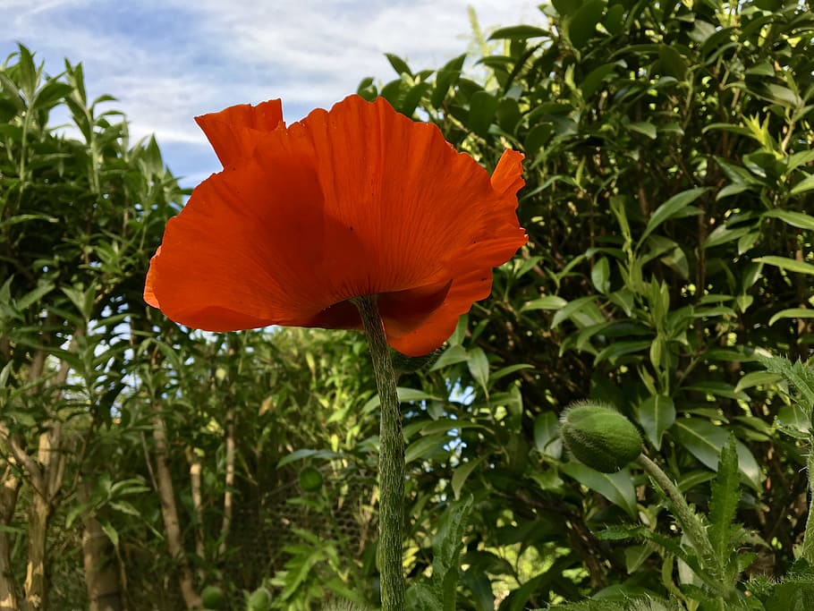 Hd Wallpaper Poppy Flower Plant Garden Nature Red Green Bud