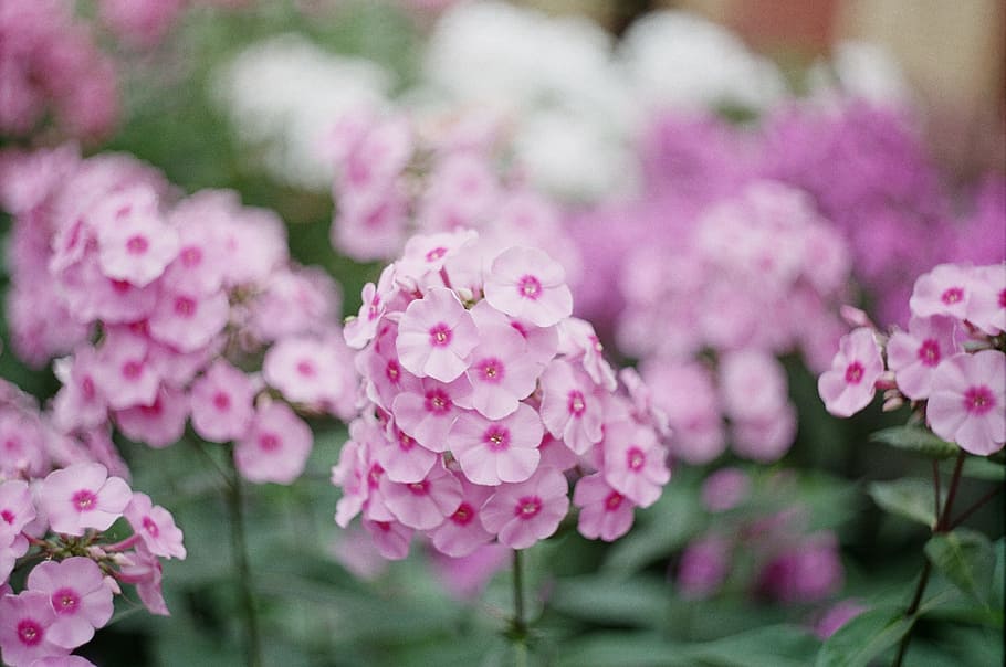 selective focus photography of pink flower, shallow focus photography of pink flowers HD wallpaper