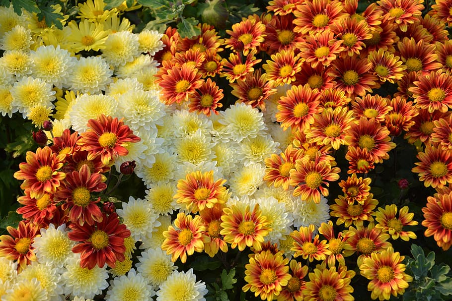yellow and red flowers photography, nature, plant, garden, summer