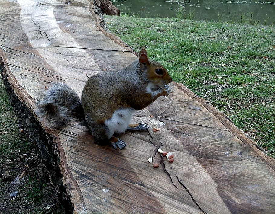 Squirrel, Nature, Park, Cute, Animal, animal wildlife, animal themes HD wallpaper