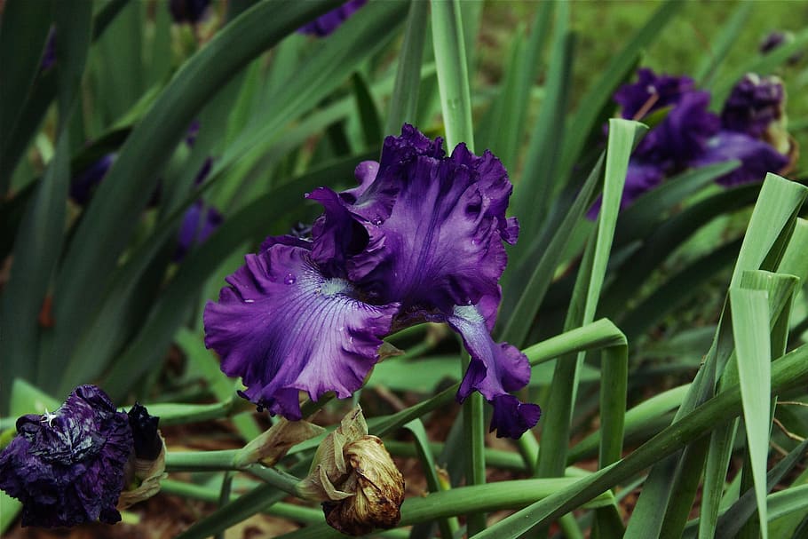 Bearded Iris, Bloom, Blossom, floral, petal, blooming, summer HD wallpaper