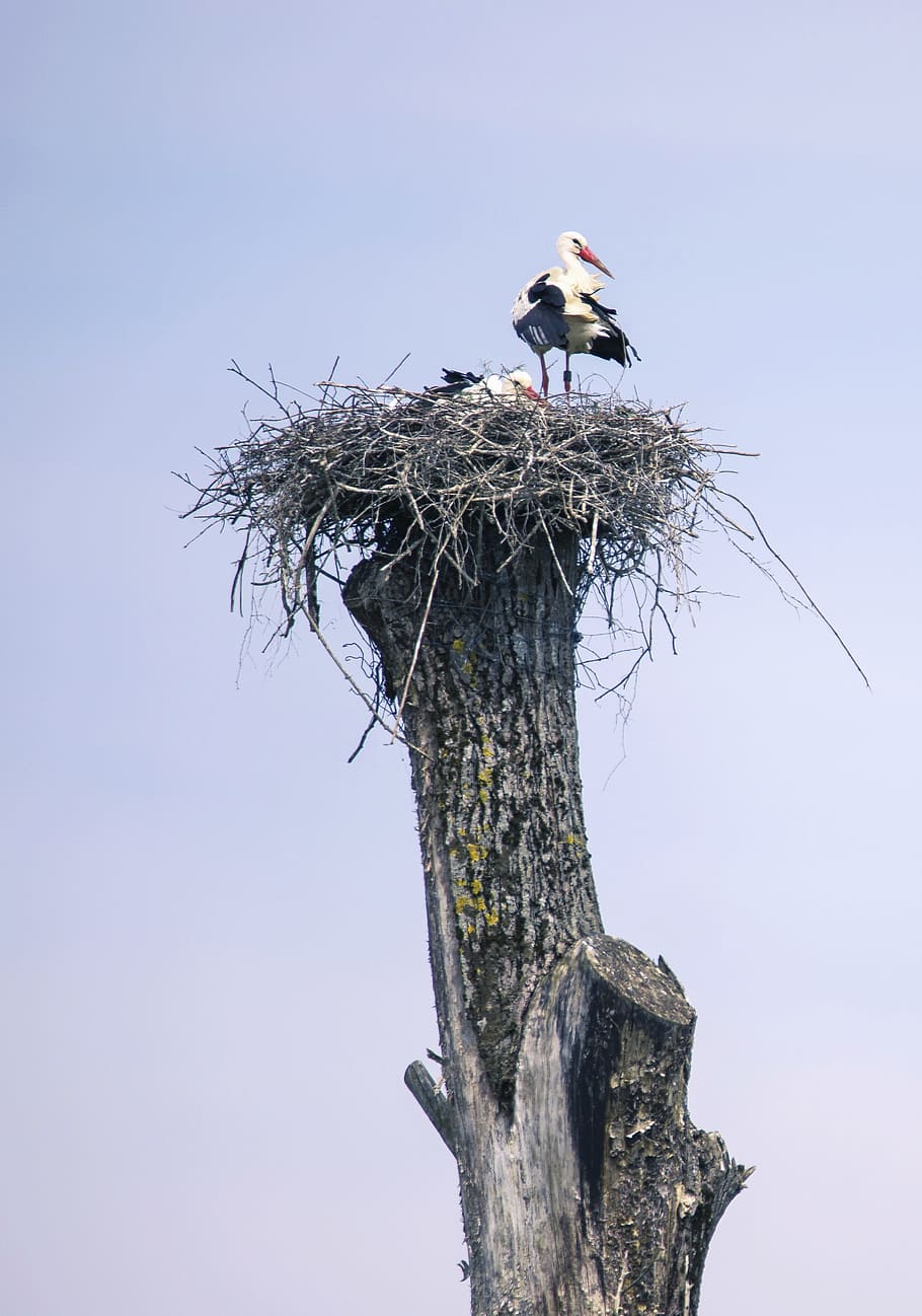 stork, bird, nature, storks, animals, rattle stork, birds, nest HD wallpaper