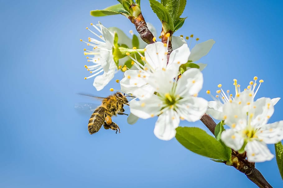 white flowers, bee, cherry blossom, spring, fruit tree, bloom HD wallpaper