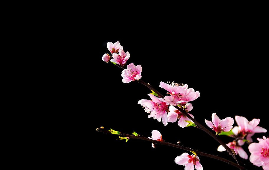 flower, plant, nature, bloom, flowering plant, fragility, freshness HD wallpaper