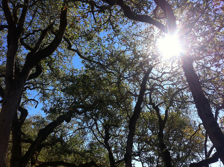 oak, oak tree, nature, sky, branches, trees, sun, sunlight, HD wallpaper