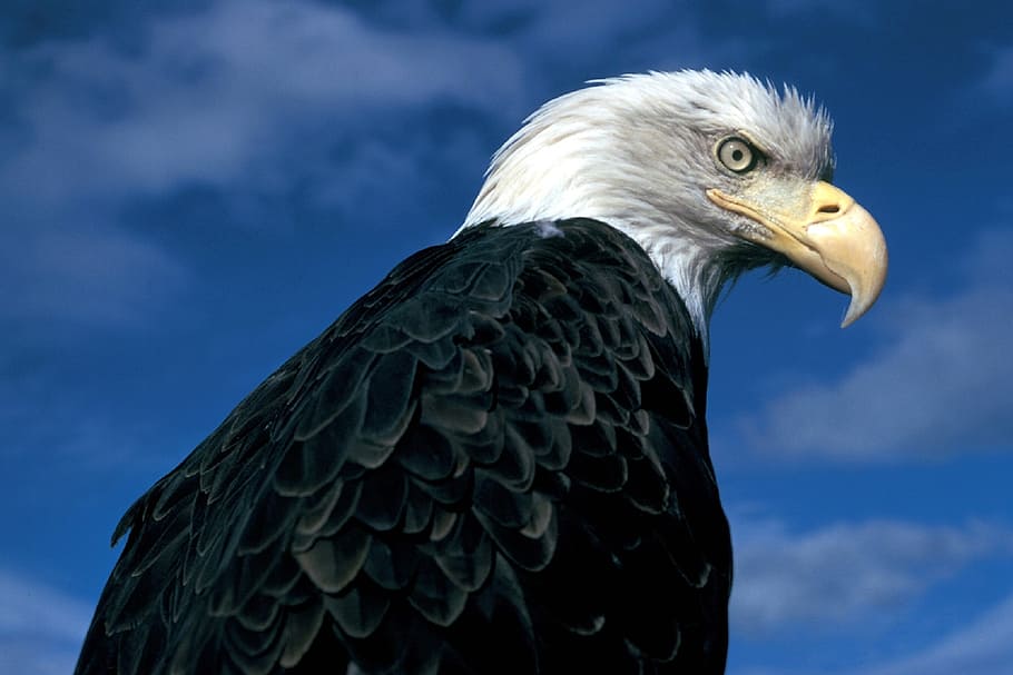 bald eagle low angle photography, perched, raptor, bird, nature HD wallpaper