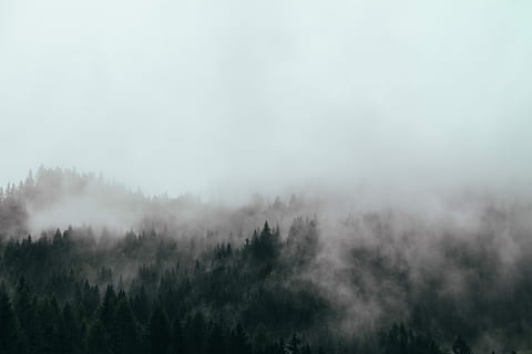bird's eye view of forest with fog, aerial photography of fog covered forest HD wallpaper
