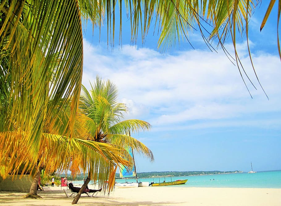 palm tree on seashore, gorgeous, jamaica, palm trees, beach, typical jamaican, HD wallpaper