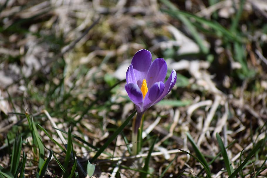 spring, nature, flower, spring flowers, plant, flowering plant HD wallpaper