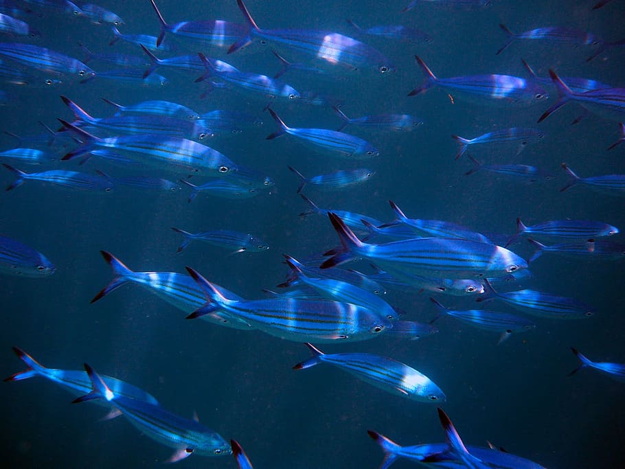 Fish, Swarm, Maldives, fish swarm, together, exotic, meeresbewohner, HD wallpaper