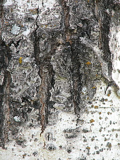 Tree, Bark, Moss, Texture, Background, grunge, art, nature HD wallpaper