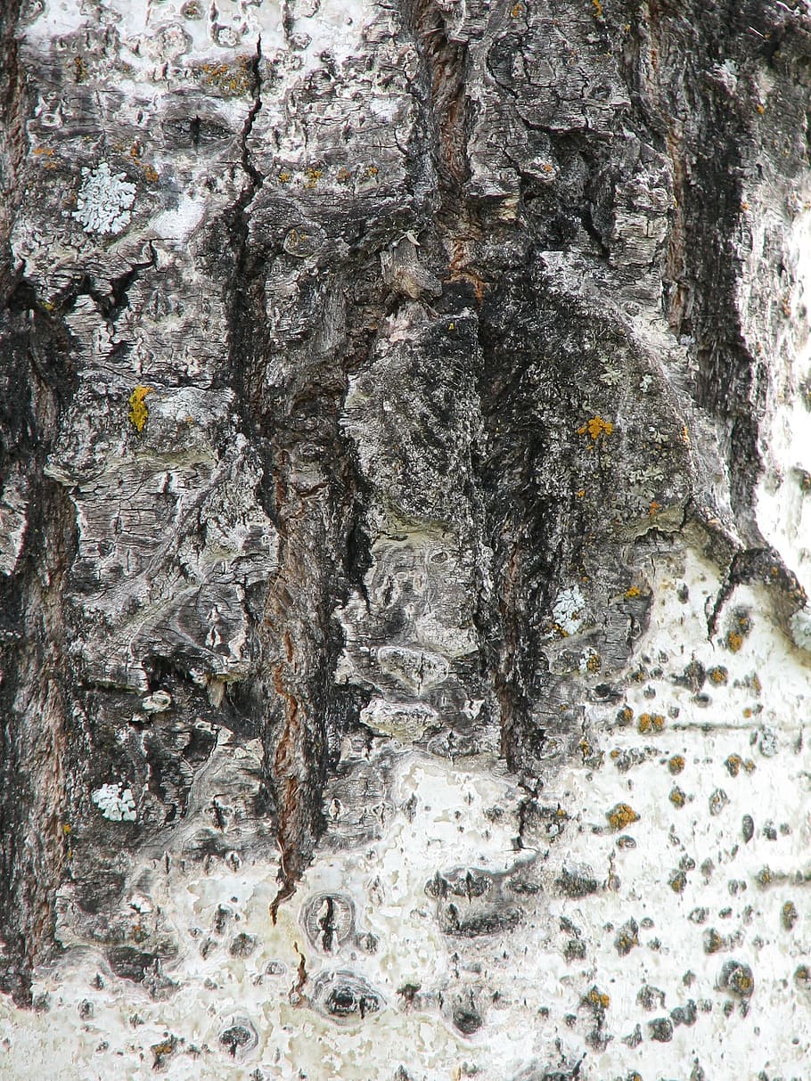 Tree, Bark, Moss, Texture, Background, grunge, art, nature HD wallpaper