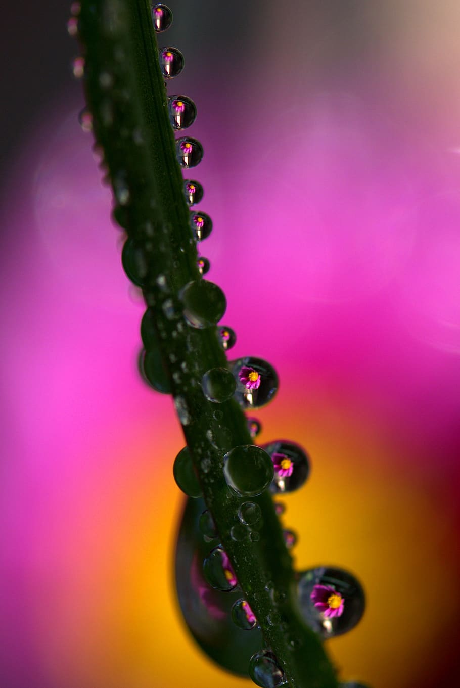 drops, plant, macro, reflection, dew, close-up, no people, studio shot HD wallpaper