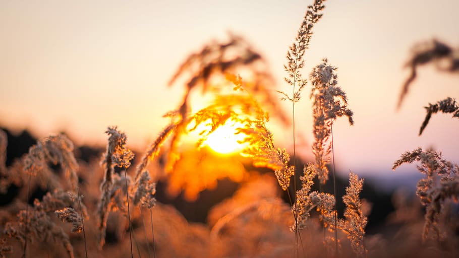 selective focus photography of white petaled flower plant, selective focus photography under white sky HD wallpaper