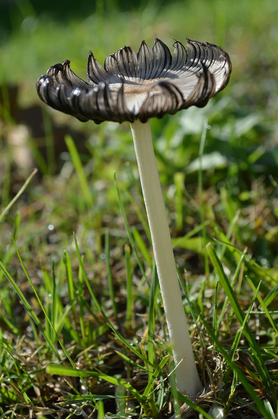 fungus, nature, fall, plant, grass, growth, vegetable, land HD wallpaper