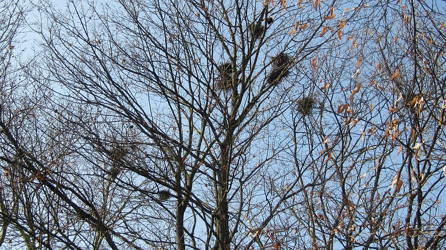 mistletoe, aesthetic, branches, nest, tree, sky, nature, winter HD wallpaper