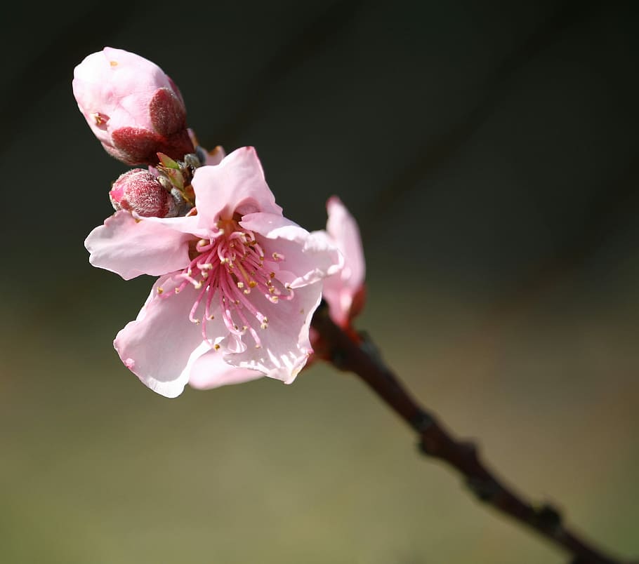 flower, cherry, branch, tree, freshness, flowering plant, beauty in nature HD wallpaper