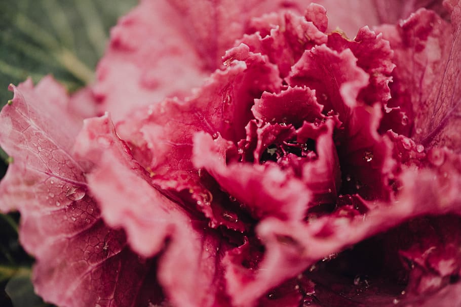 pink, leaf, lettuce, vegetable, food, wet, freshness, flower HD wallpaper