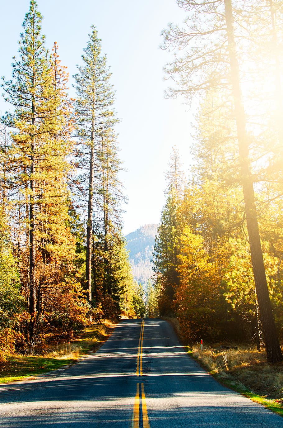 road between autumn trees, empty road between forest trees, nature HD wallpaper